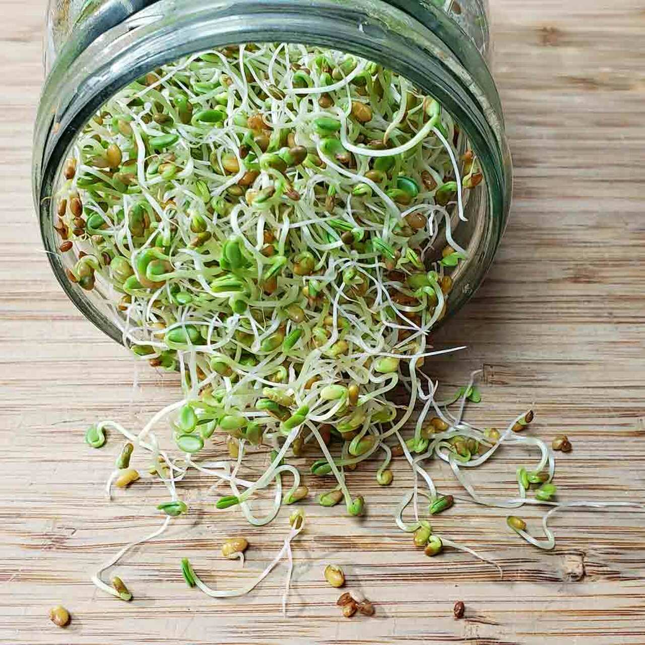 Crunchy Veggie Wraps with Organic Alfalfa Sprouts: A Crisp Bite of Health and Flavor