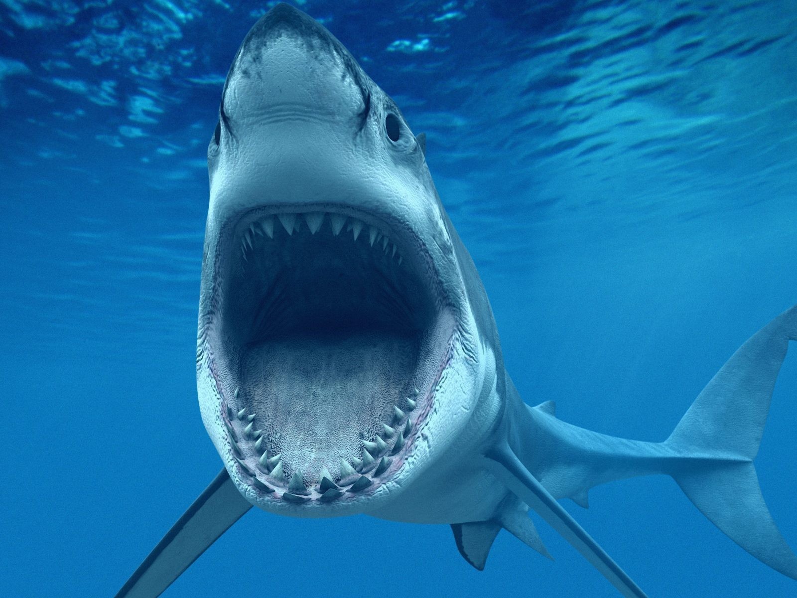 Scientists have found a medical use for shark skin