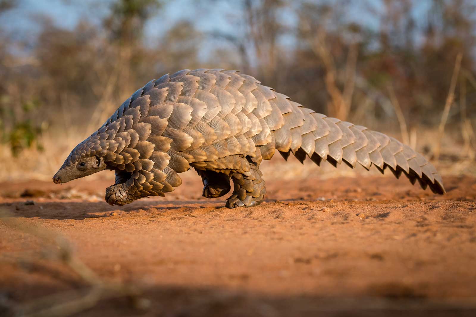 Biden vowed to save pangolins from extinction with sanctions