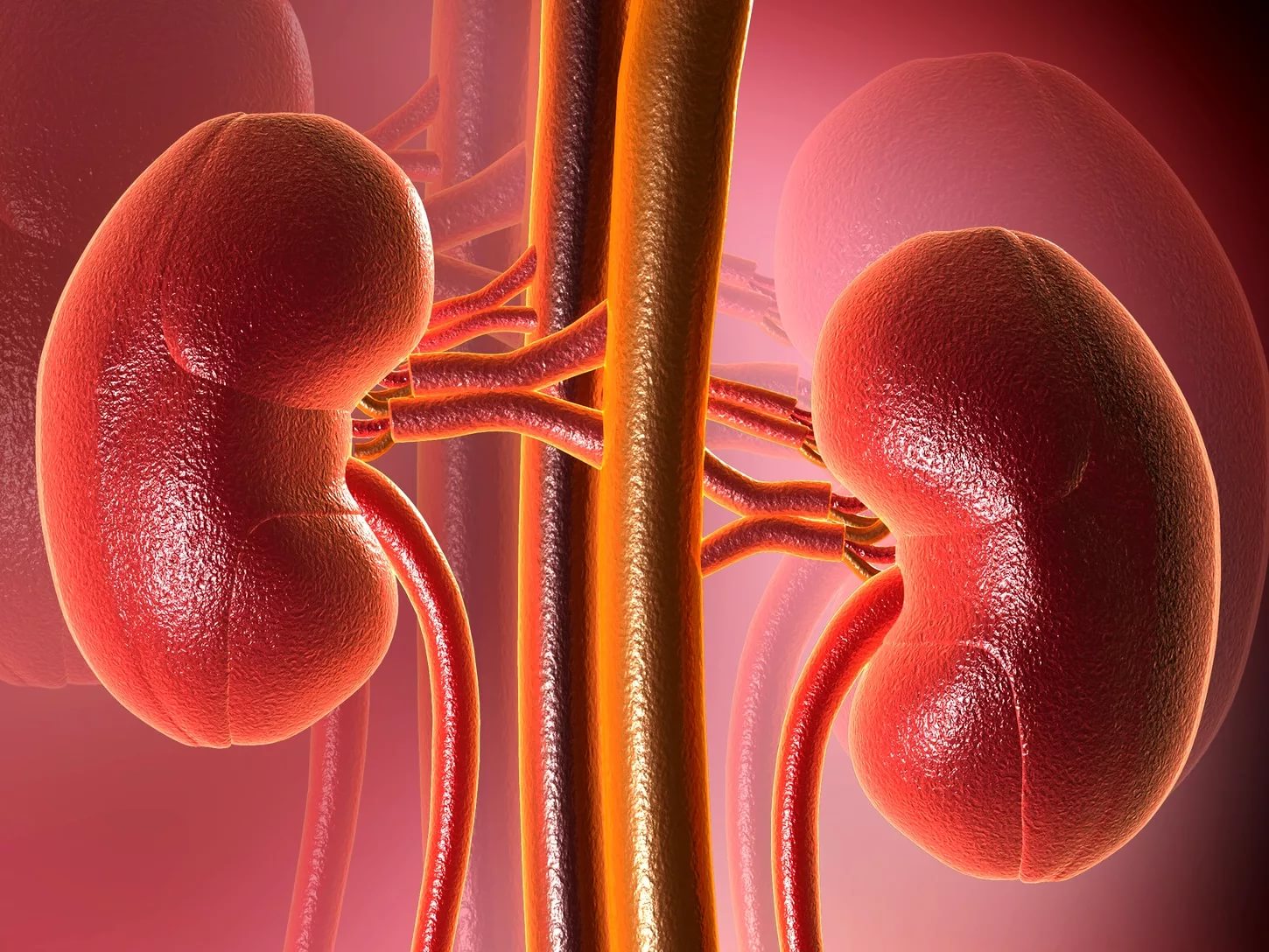 Found a way to slow down the deterioration of kidney function in diabetes